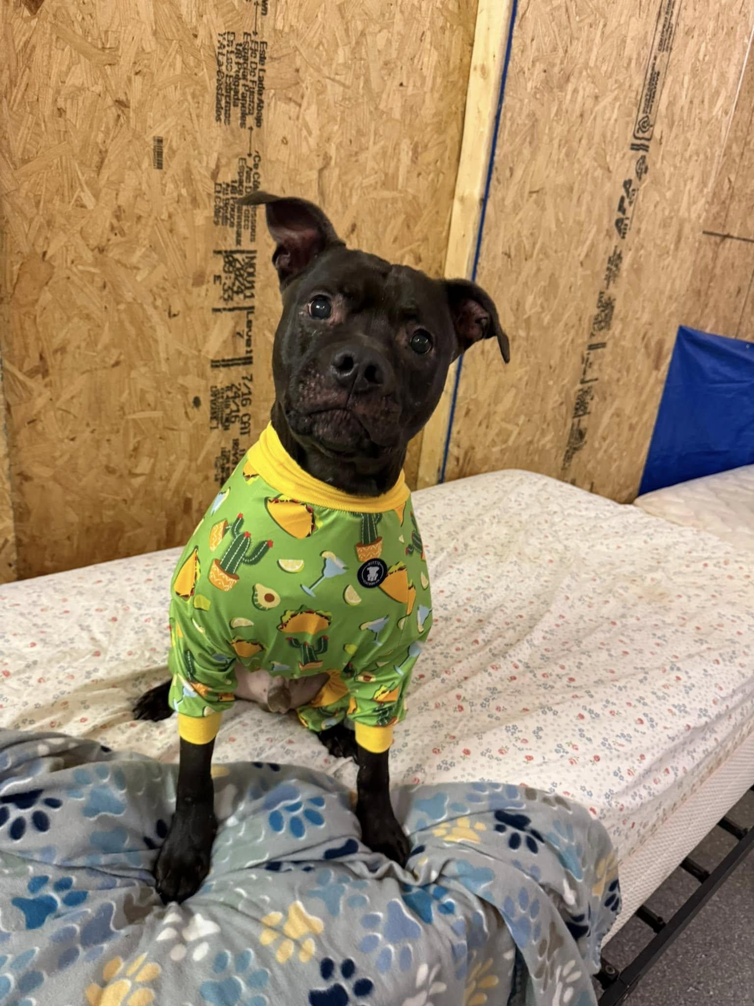 Enlarge Coop, a Adoptable mixed breed in INDIANAPOLIS, IN image 6/6