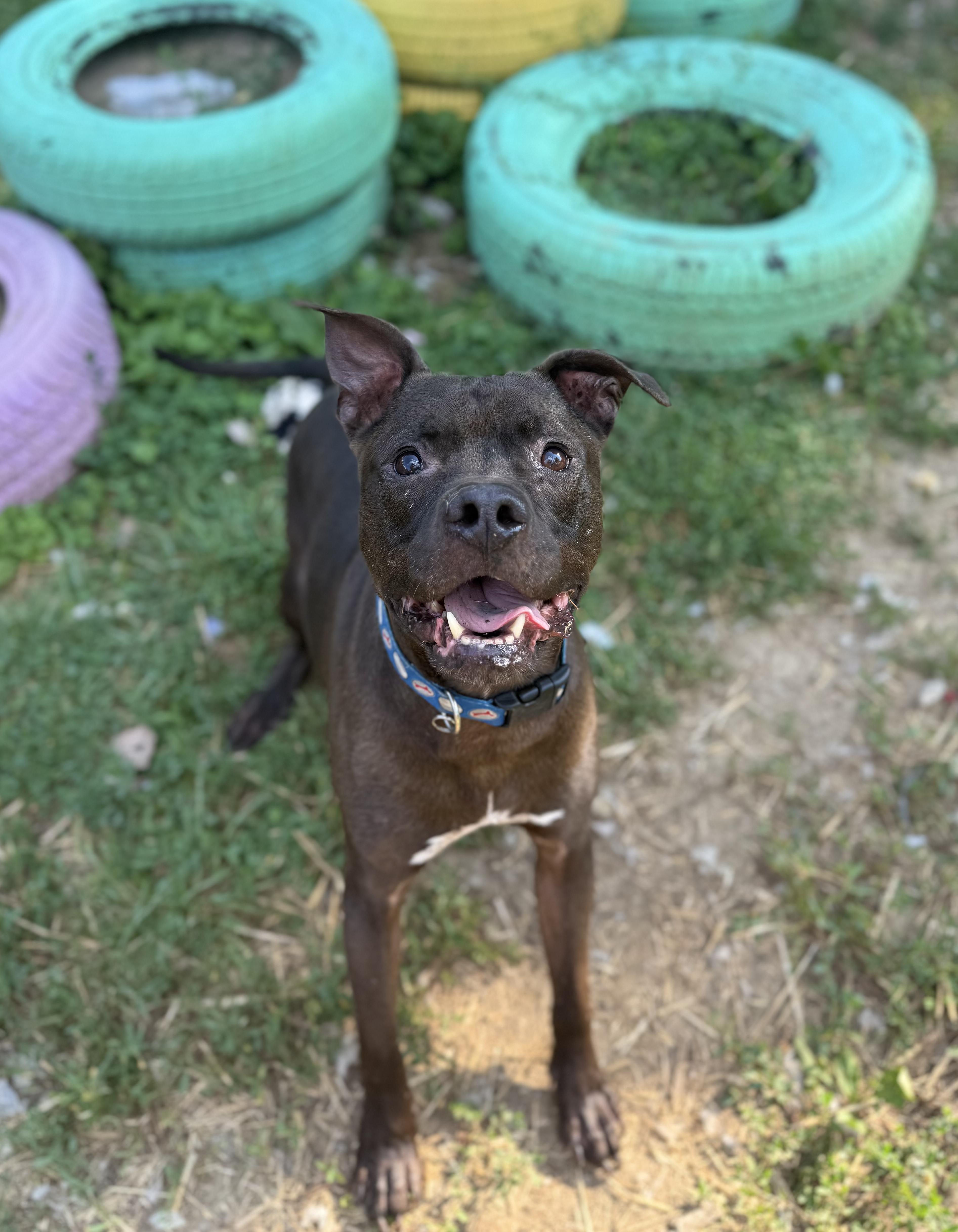 Coop, Adoptable, Adult Male Pit Bull Terrier.