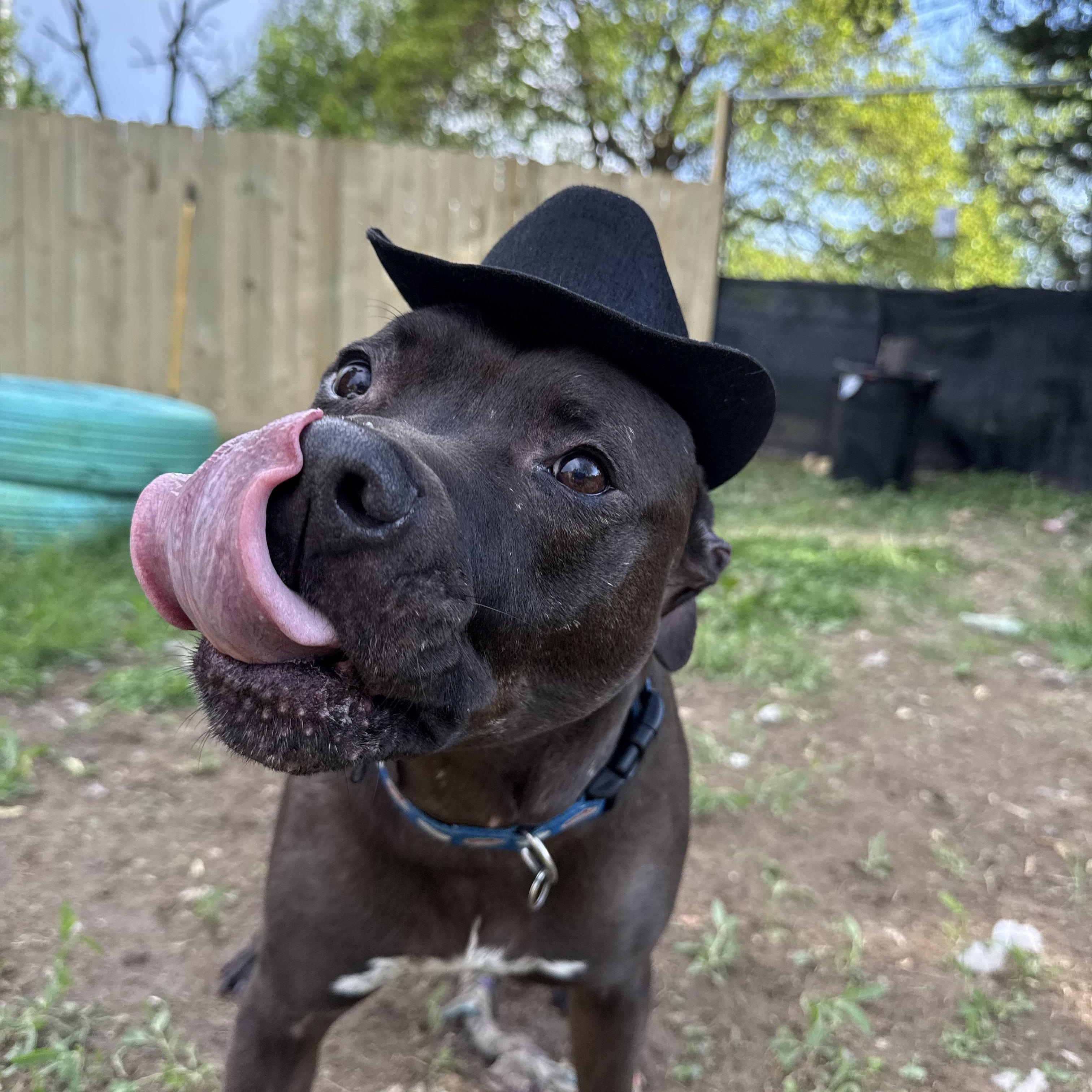 Enlarge Coop, a Adoptable mixed breed in INDIANAPOLIS, IN image 4/6