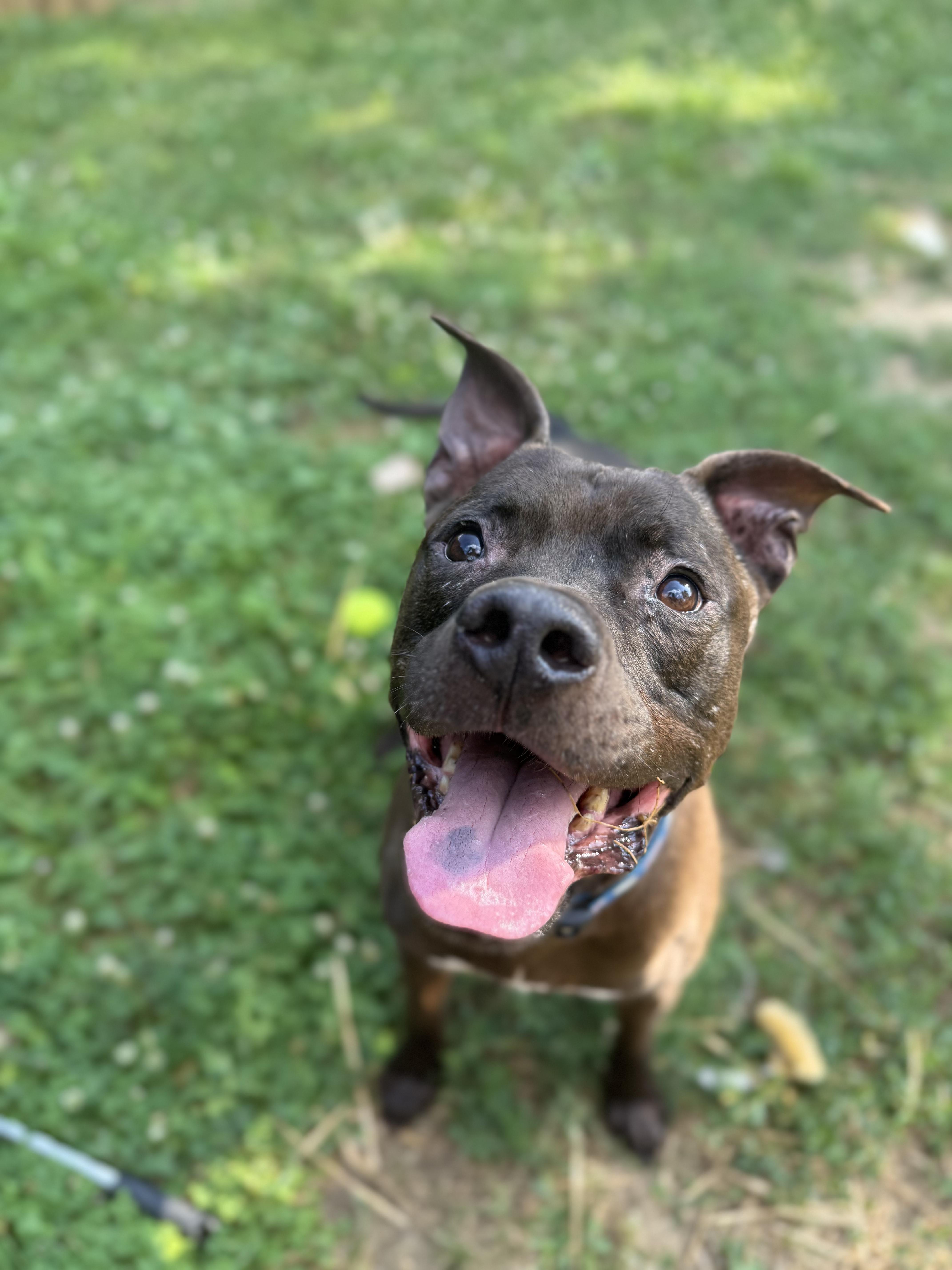 Enlarge Coop, a Adoptable mixed breed in INDIANAPOLIS, IN image 5/6