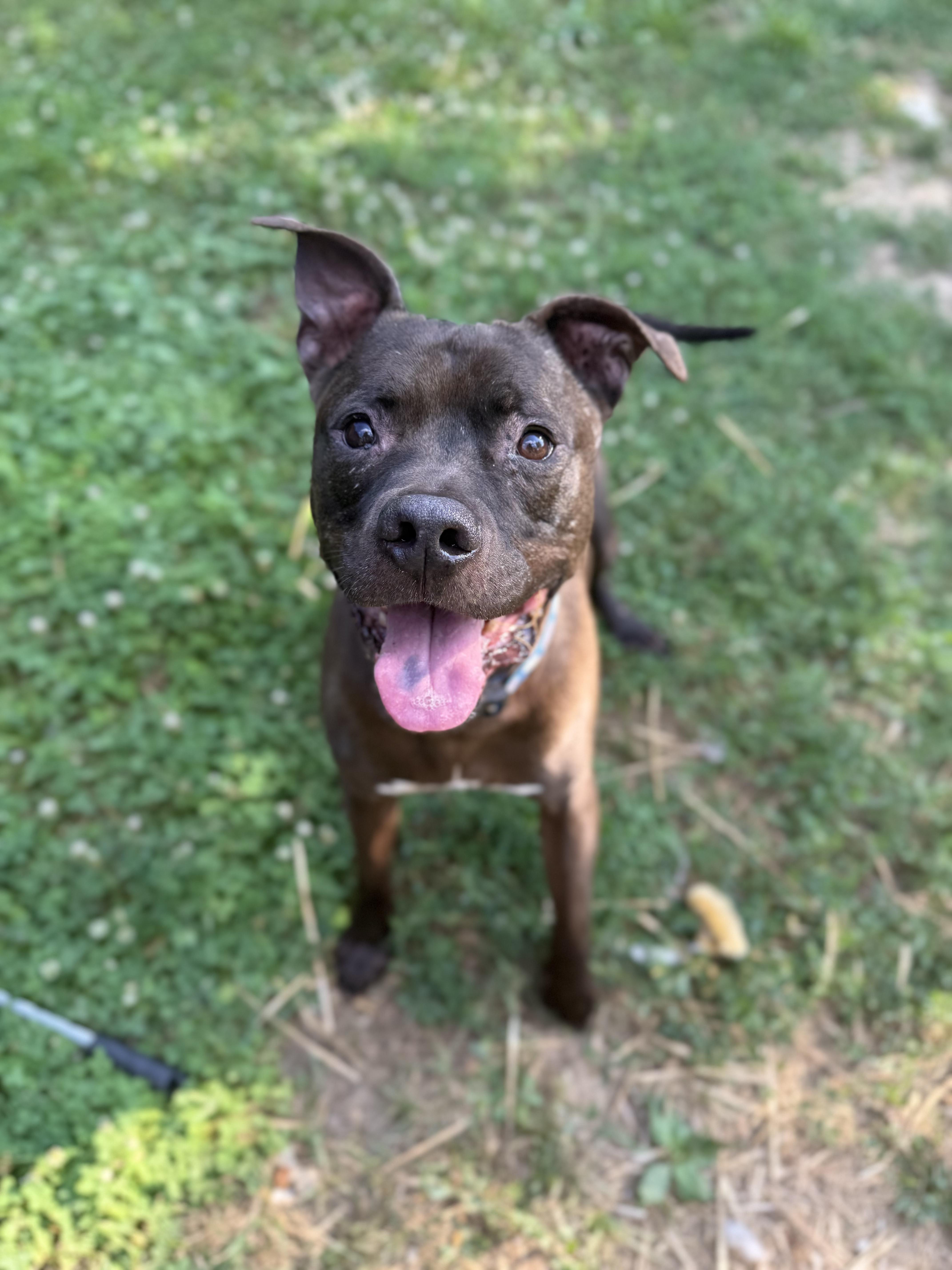 Enlarge Coop, a Adoptable mixed breed in INDIANAPOLIS, IN image 1/6