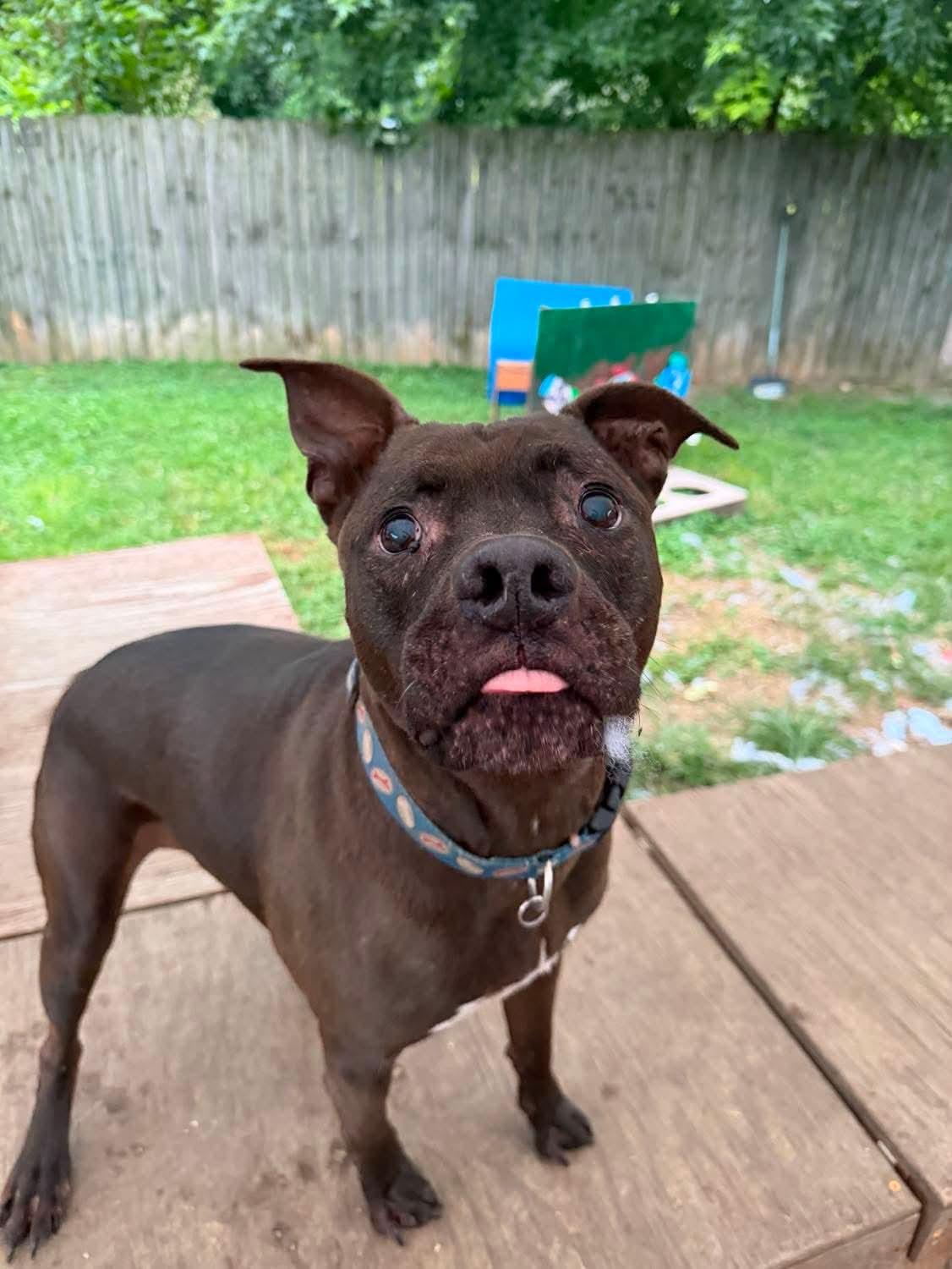 Enlarge Coop, a Adoptable mixed breed in INDIANAPOLIS, IN image 6/6
