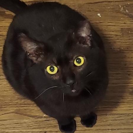 Enlarge Moose, a Adoptable Domestic Short Hair in Mount Laurel, NJ image 1/1