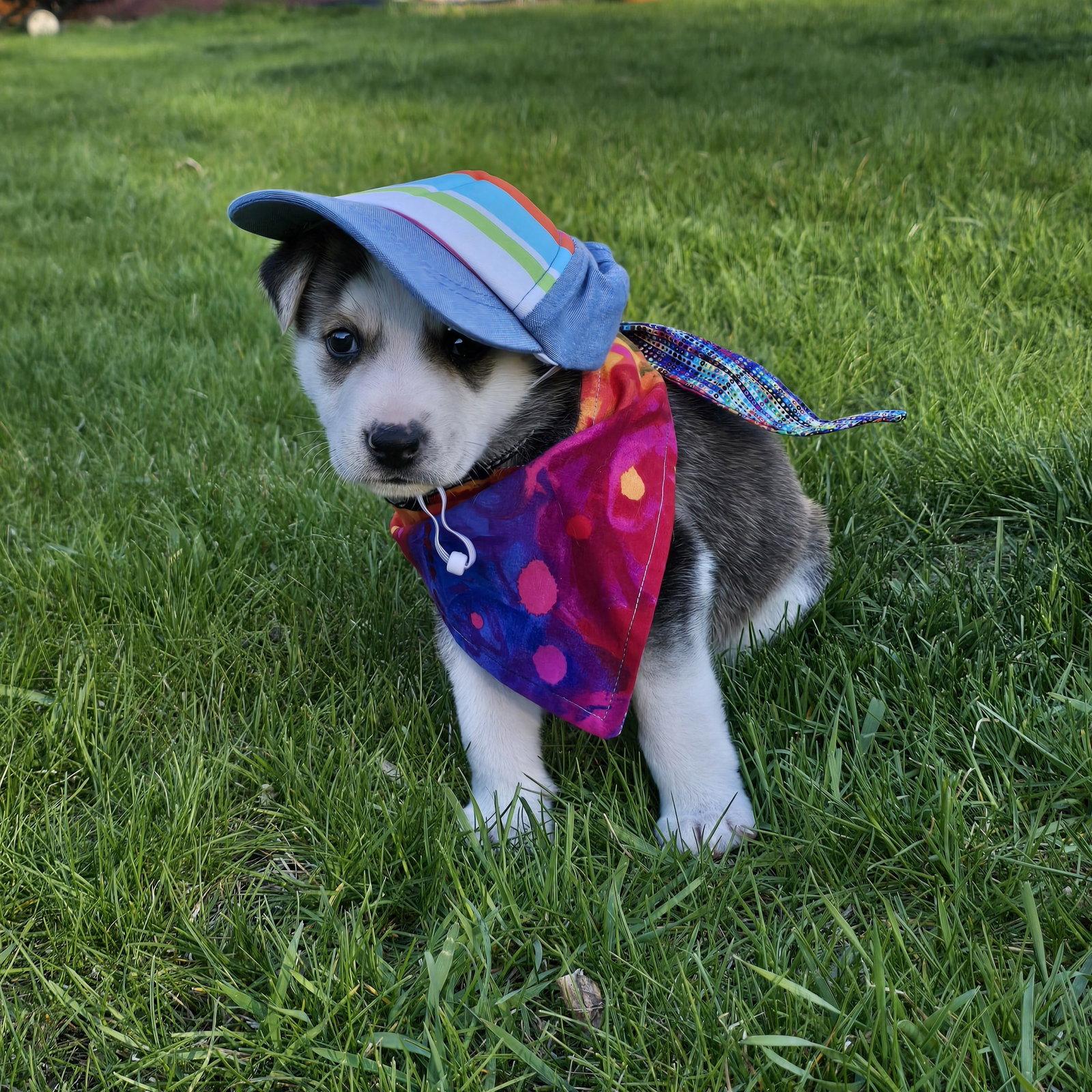 Kojak, Adoptable, Young Male Husky.