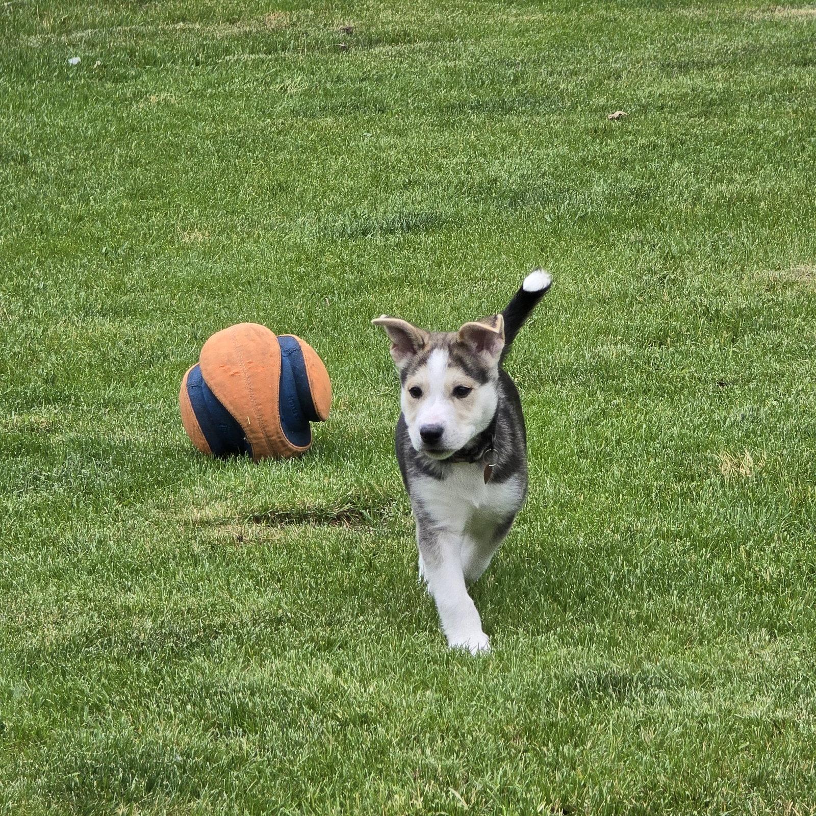 Kojak, Adoptable, Young Male Husky.