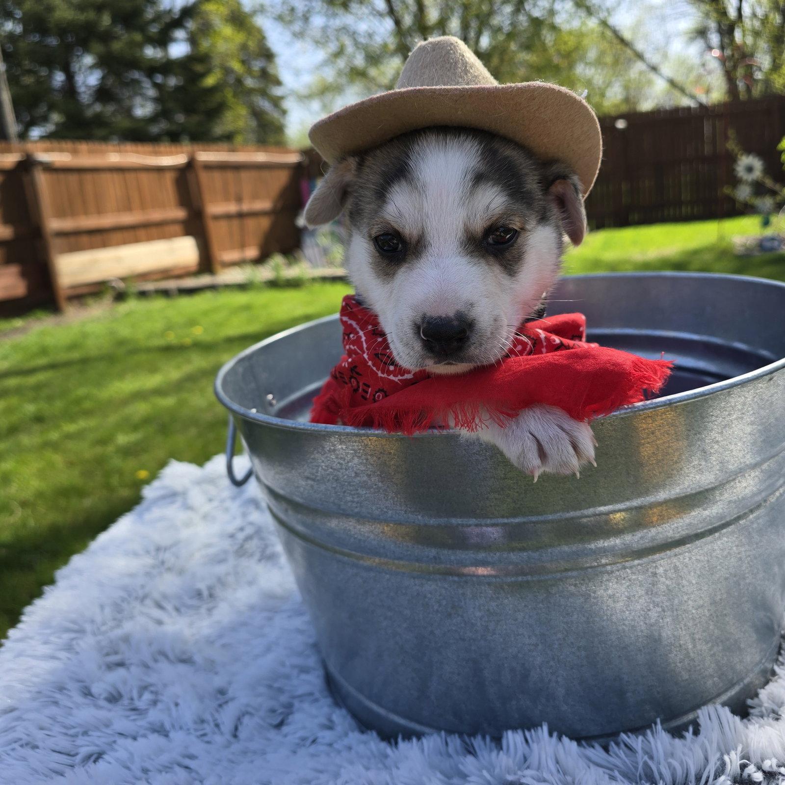 Kojak, a Adoptable Husky in Fargo, ND image 2/3