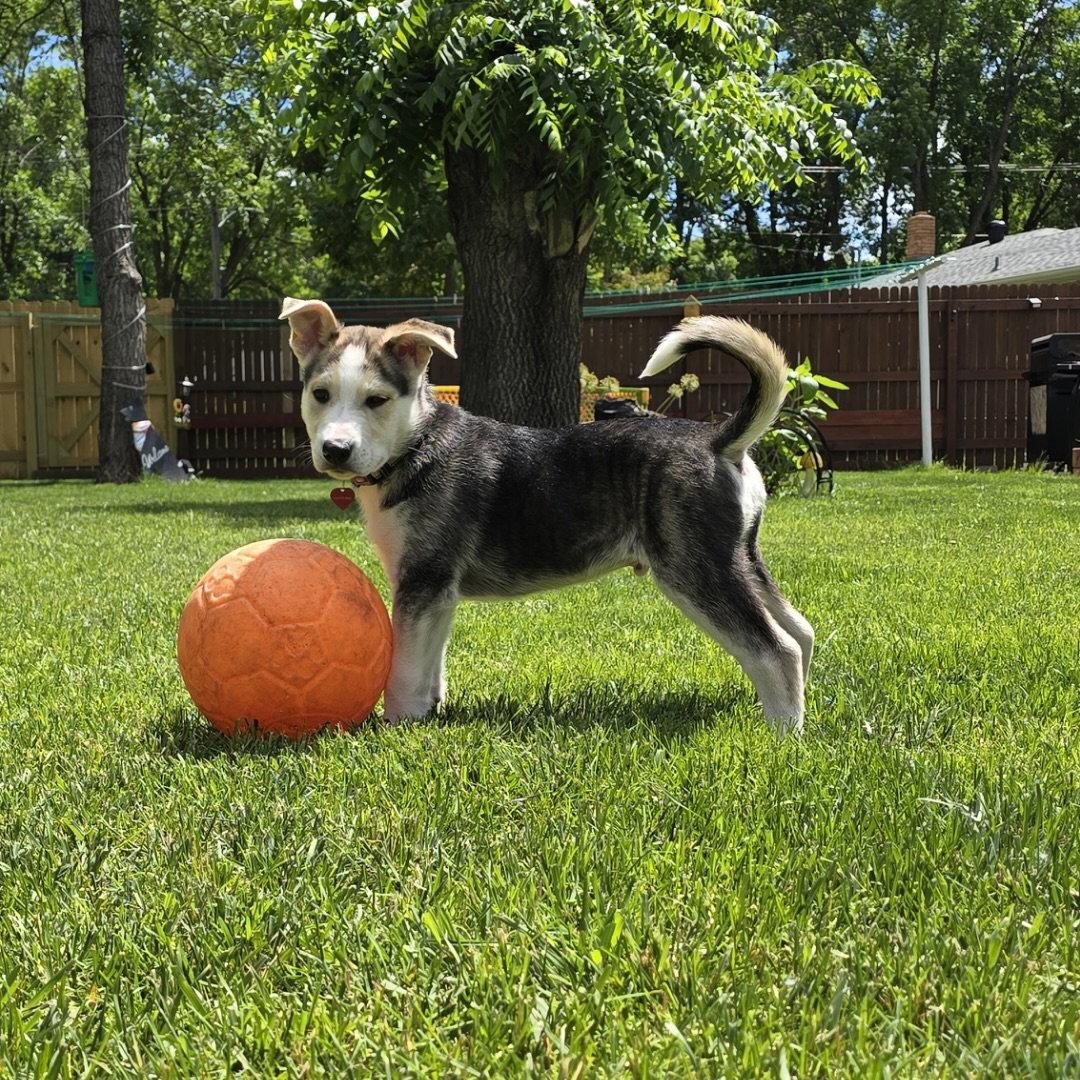 Kojak, Adoptable, Young Male Husky.