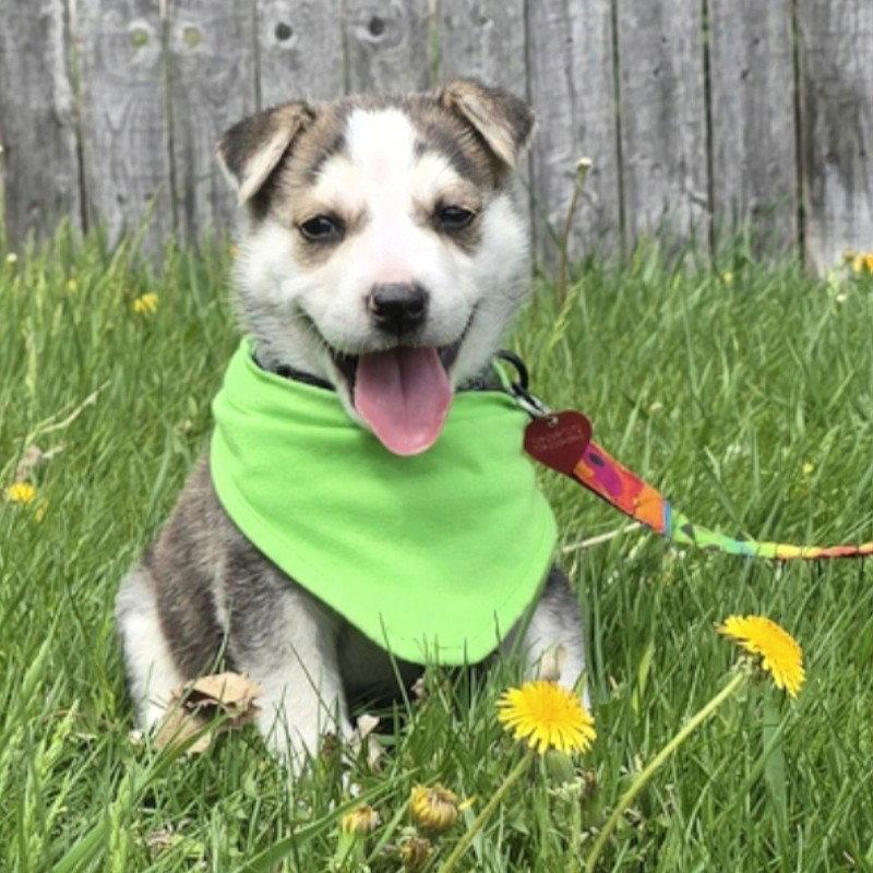 Kojak, a Adoptable Husky in Fargo, ND image 3/3