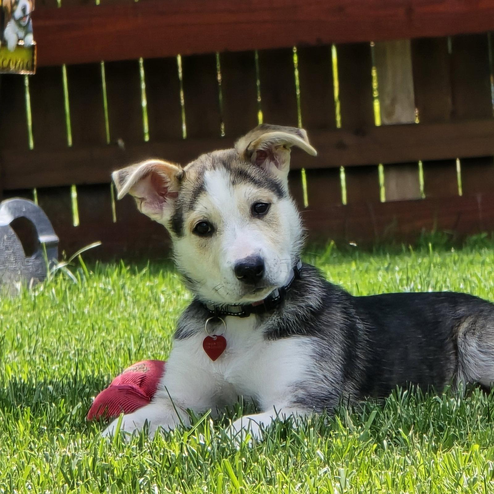 Enlarge Kojak, a Adoptable Husky in Fargo, ND image 2/3