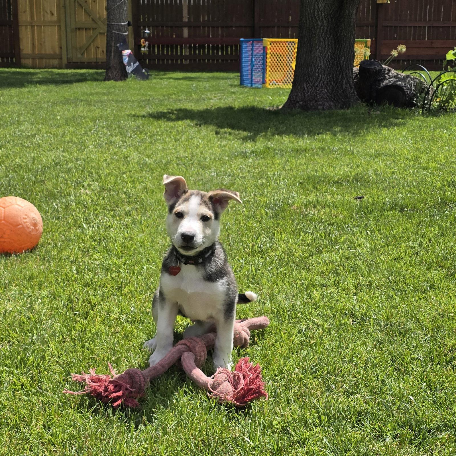 Enlarge Kojak, a Adoptable Husky in Fargo, ND image 3/3