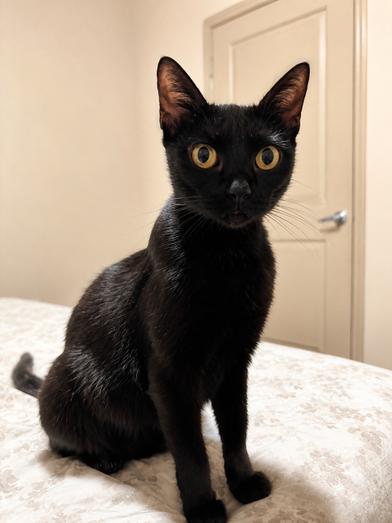 Enlarge Luna, a Adoptable Bombay in Latham, NY image 5/6