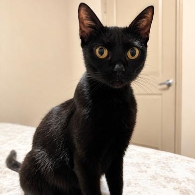 Luna, Adoptable, Young Female Bombay.