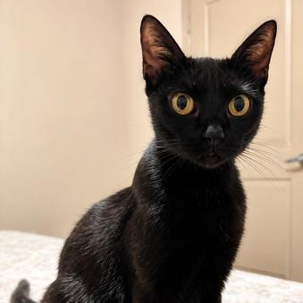 Enlarge Luna, a Adoptable Bombay in Latham, NY image 4/6