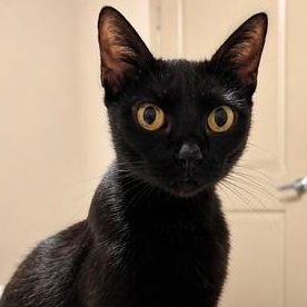 Enlarge Luna, a Adoptable Bombay in Latham, NY image 3/6