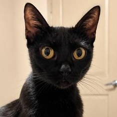 Enlarge Luna, a Adoptable Bombay in Latham, NY image 2/6