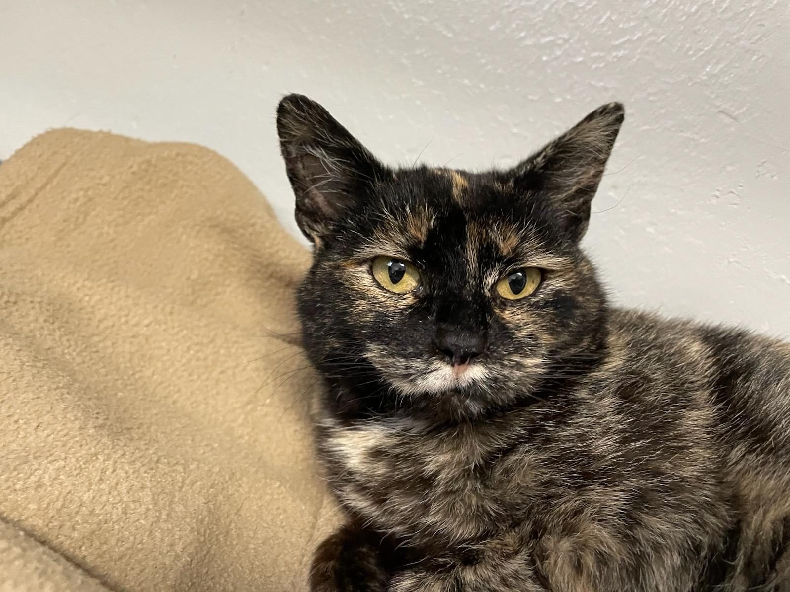 Enlarge Harmony , a ADOPTABLE Domestic Short Hair in Gig Harbor, WA image 1/2