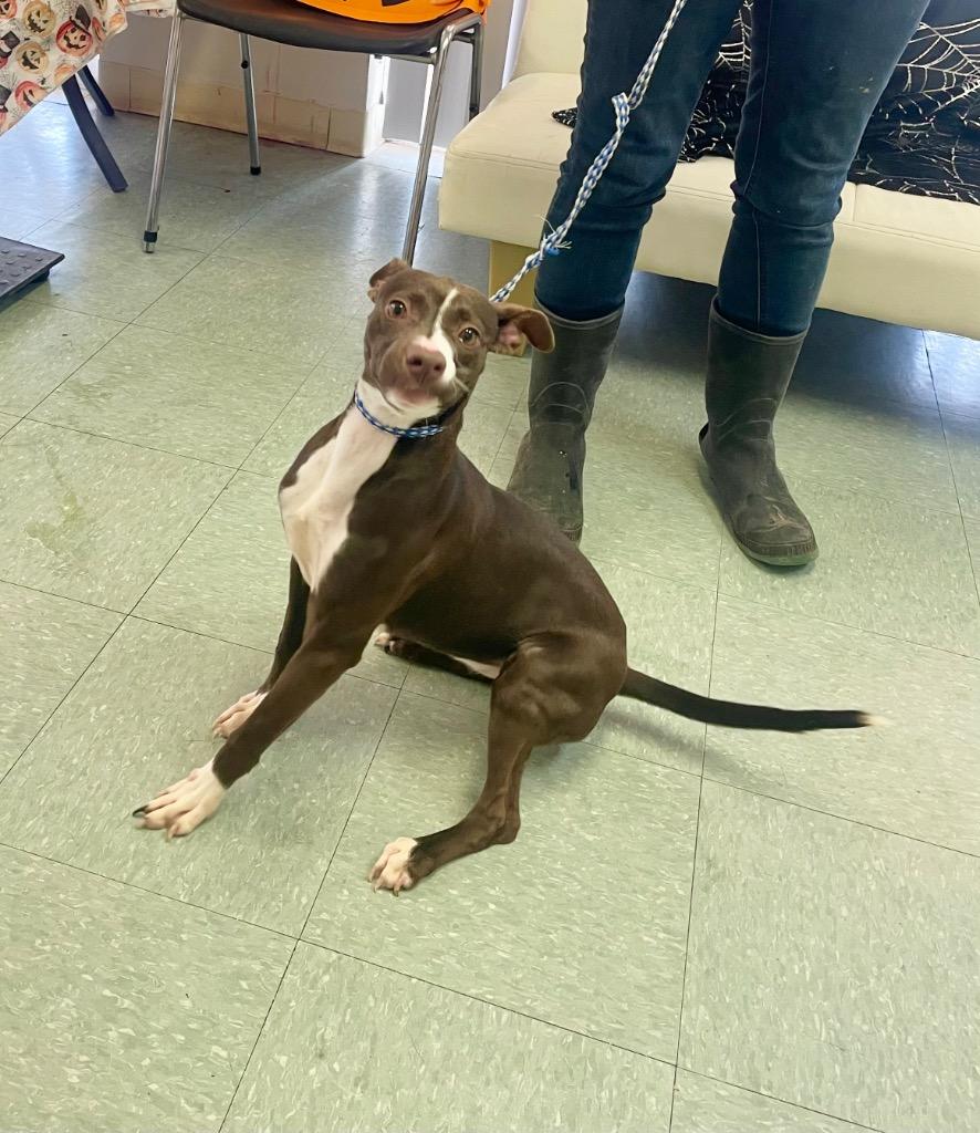 Lil Miss, a Adoptable mixed breed in Albany, GA image 2/5