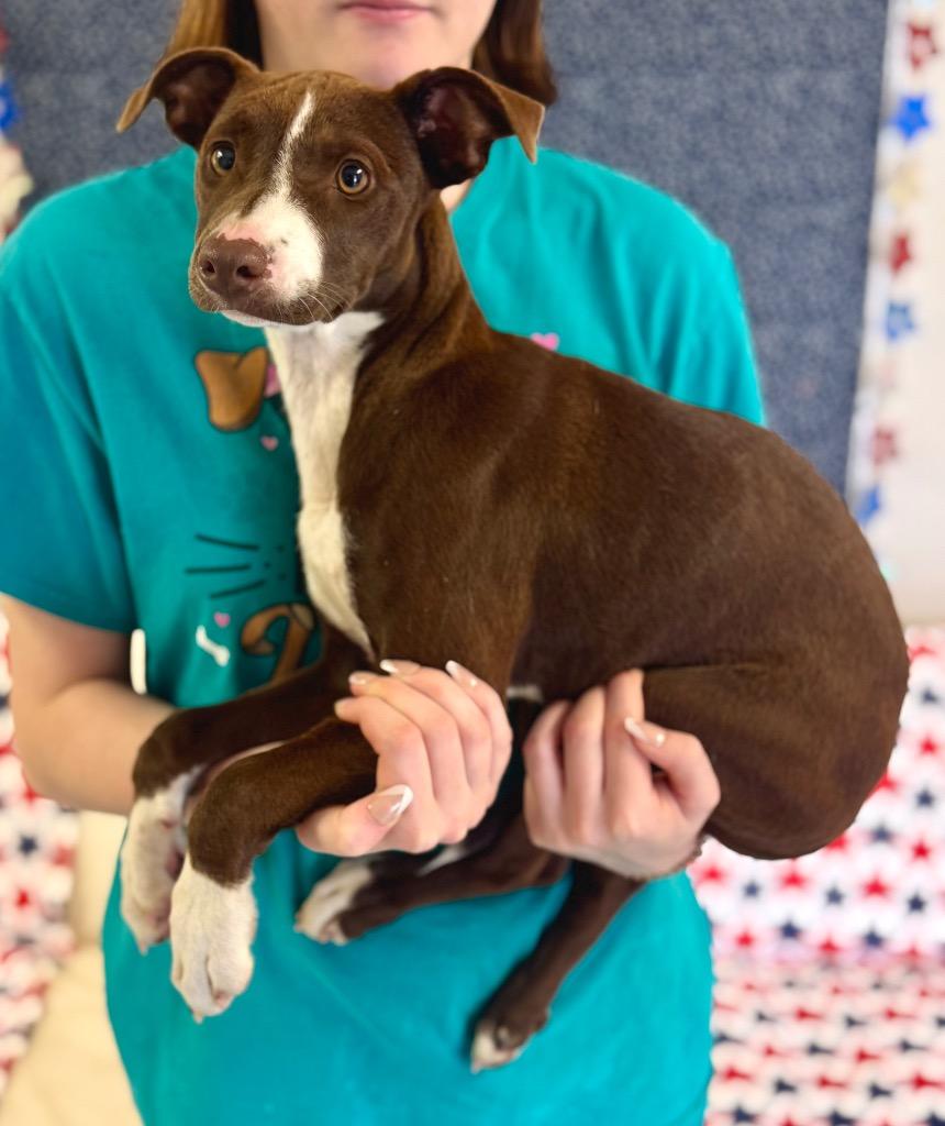 Lil Miss, a Adoptable mixed breed in Albany, GA image 3/5