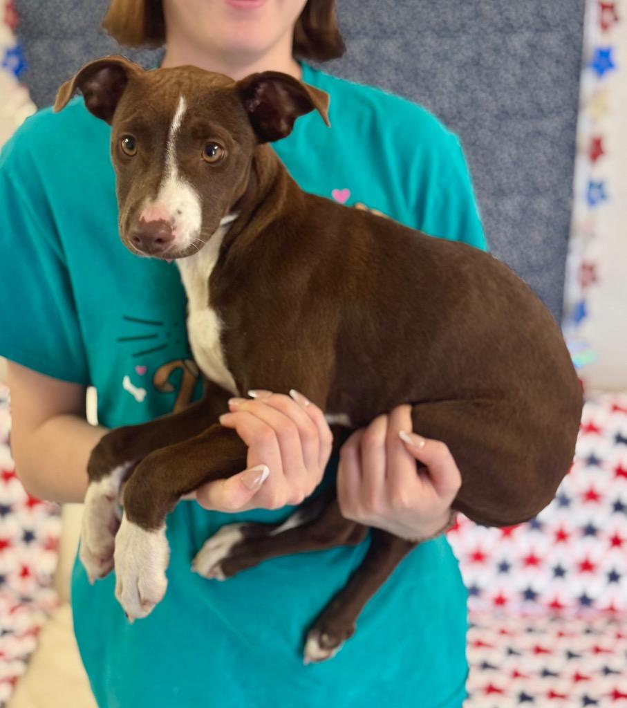 Lil Miss, a Adoptable mixed breed in Albany, GA image 4/5