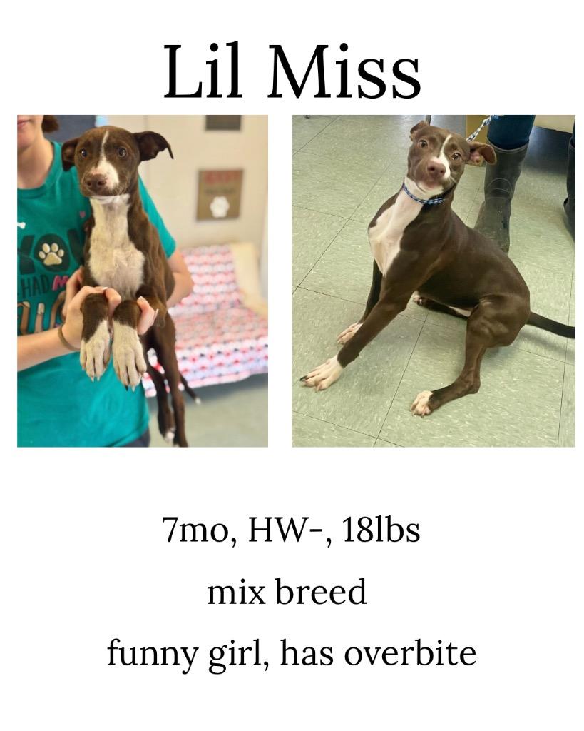Lil Miss, a Adoptable mixed breed in Albany, GA image 5/5