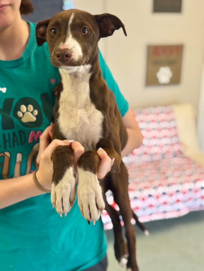 Lil Miss, a Adoptable mixed breed in Albany, GA image 5/5