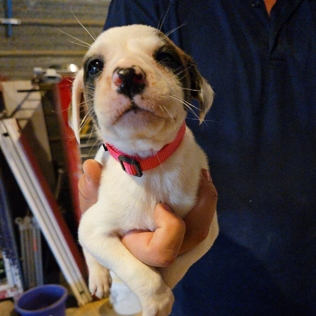 Enlarge Cinnamon, a Adoptable mixed breed in Waggaman, LA image 1/3