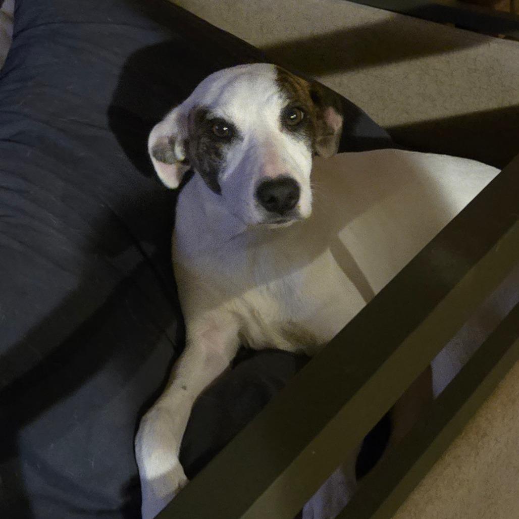 Enlarge Cinnamon, a Adoptable mixed breed in Waggaman, LA image 2/4