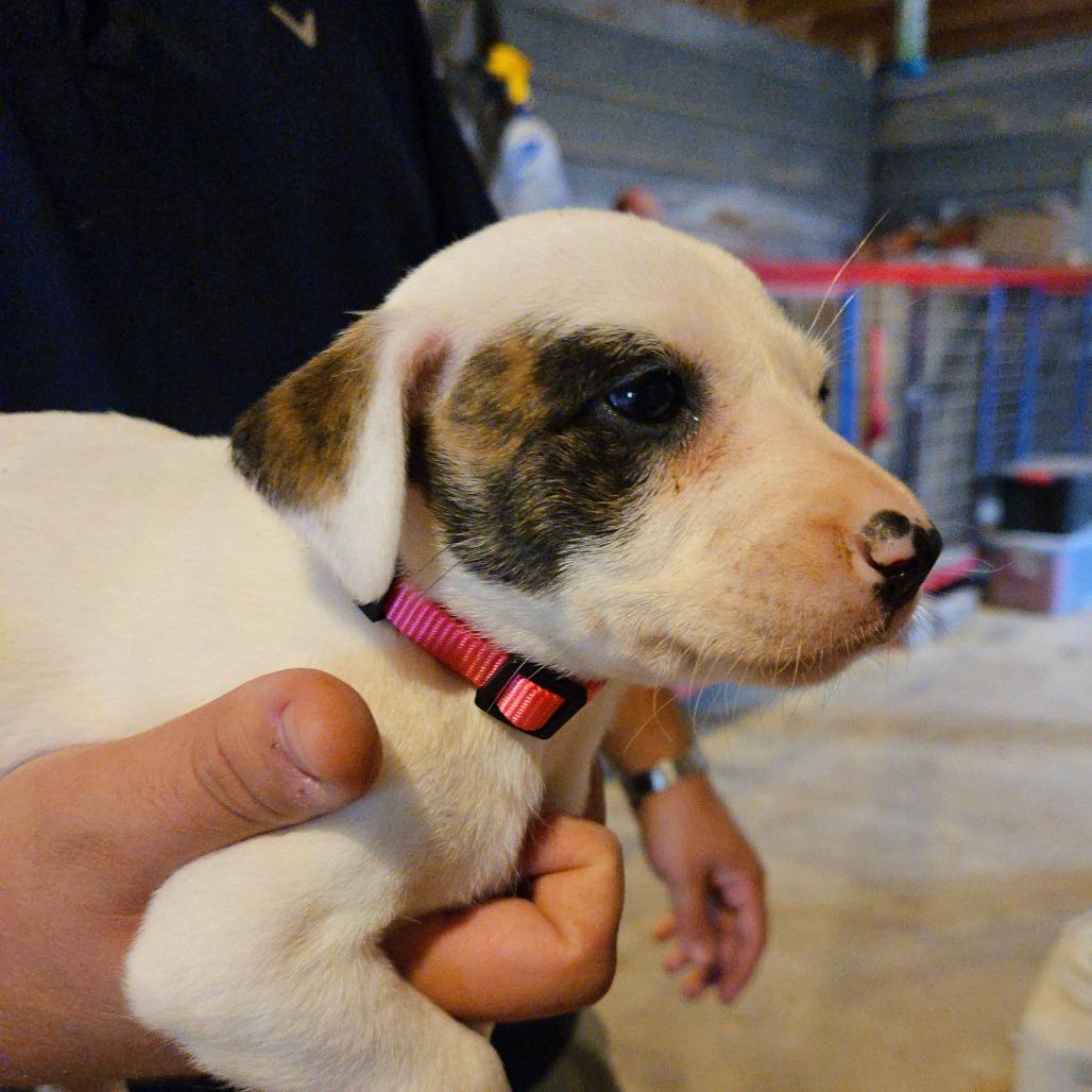 Enlarge Cinnamon, a Adoptable mixed breed in Waggaman, LA image 2/3