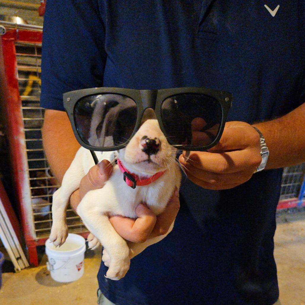 Enlarge Cinnamon, a Adoptable mixed breed in Waggaman, LA image 3/3