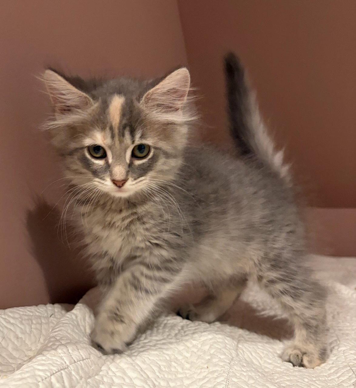 Whimsy, Adopted, Kitten Female Domestic Medium Hair & Domestic Short Hair.