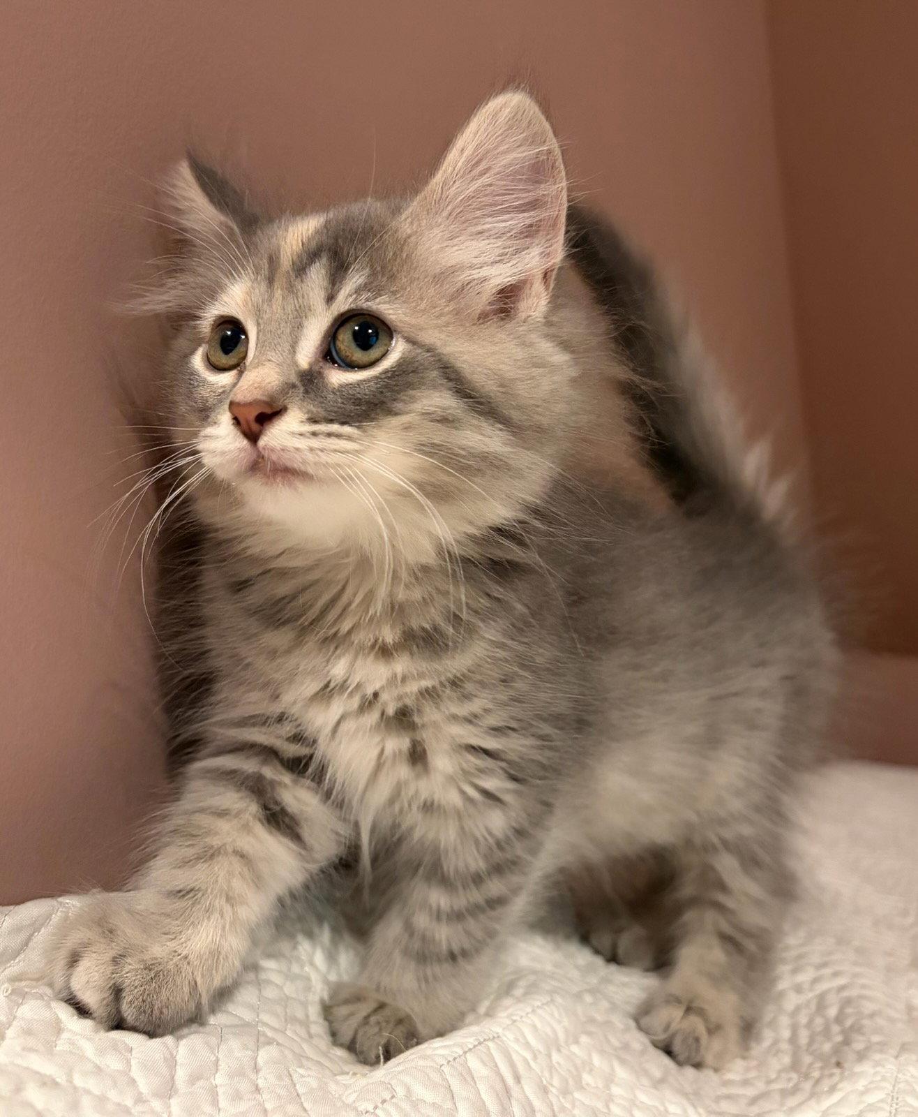 Whimsy, a Adopted mixed breed in Rootstown, OH image 2/2