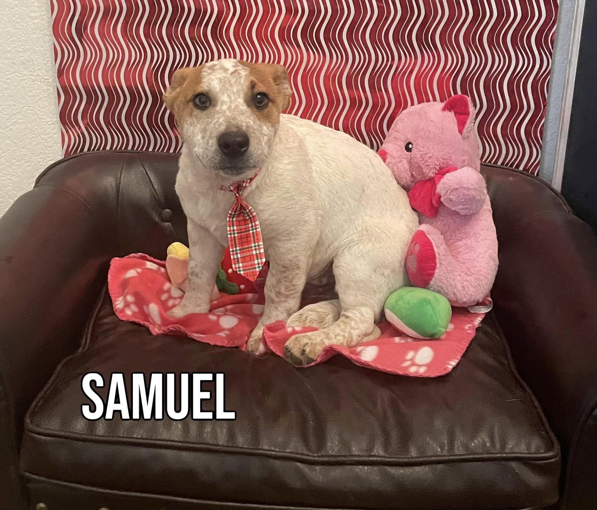 Samuel, Adopted, Young Male Australian Cattle Dog / Blue Heeler.