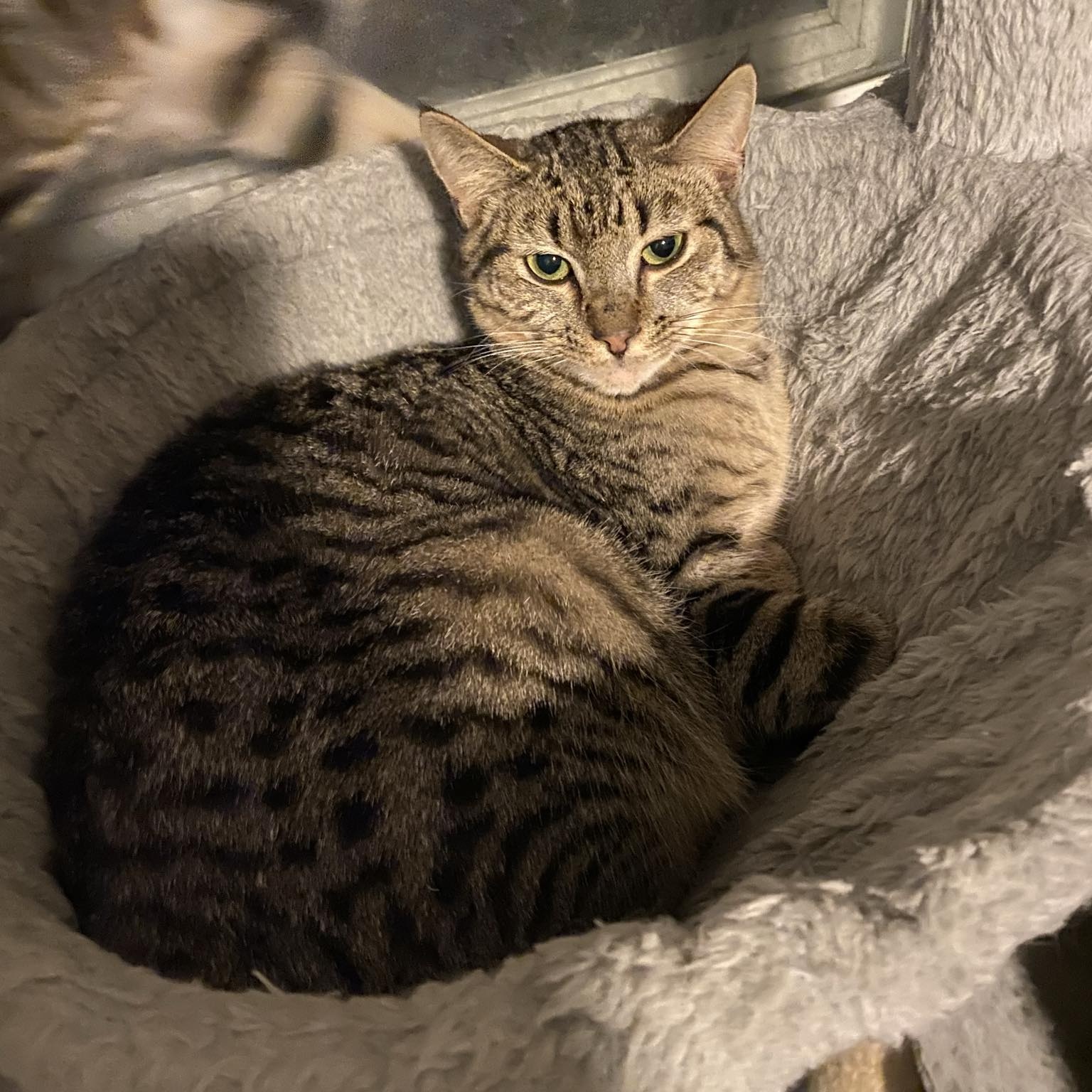 Poppi, a Adoptable Domestic Short Hair in Royal Oak, MI image 4/5