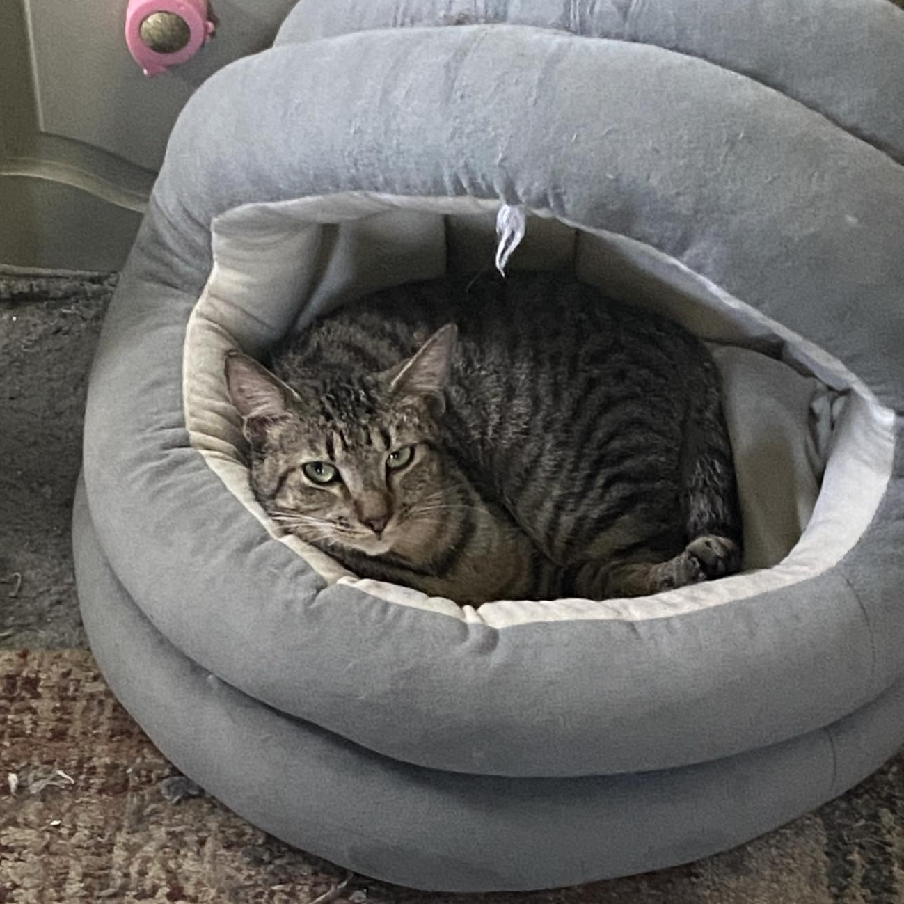 Poppi, a Adoptable Domestic Short Hair in Royal Oak, MI image 3/5