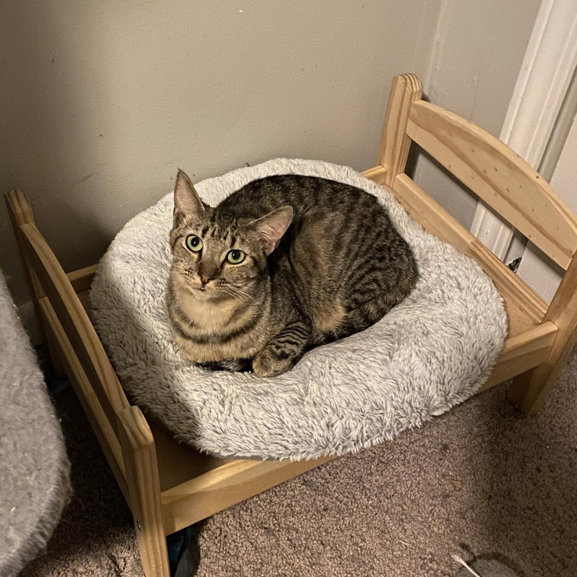 Poppi, a Adoptable Domestic Short Hair in Royal Oak, MI image 5/5