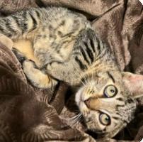 Poppi, a Adoptable Domestic Short Hair in Royal Oak, MI image 1/5