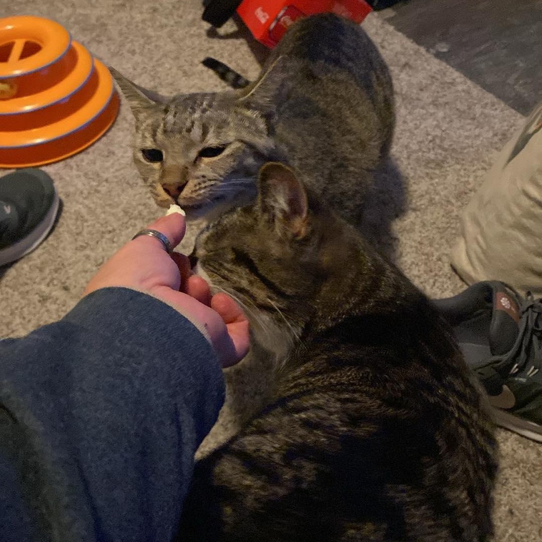 Poppi, a Adoptable Domestic Short Hair in Royal Oak, MI image 2/5