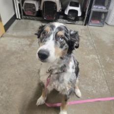 STRAY DOG "Clover", Adoptable, Adult Female Australian Shepherd & Mixed Breed.