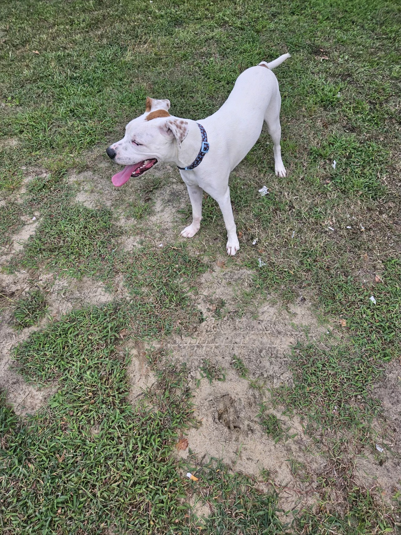 Georgie, a Adoptable mixed breed in Dunn, NC image 1/3