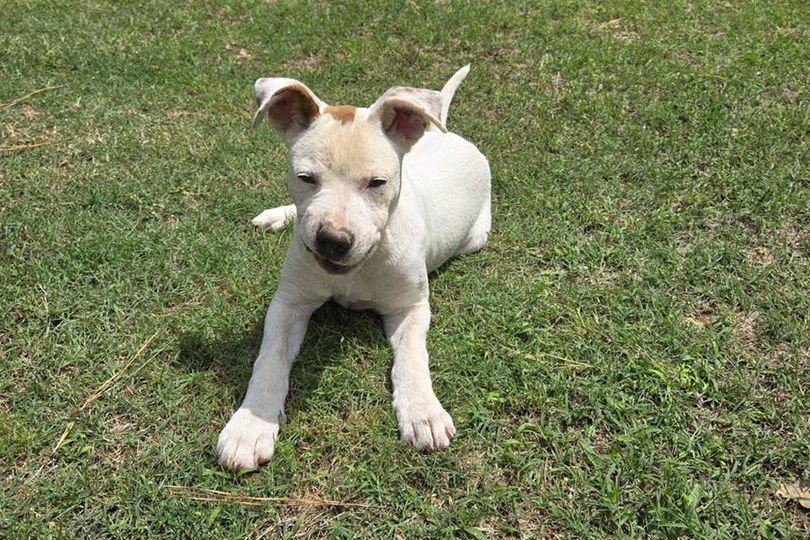 Georgie, a Adoptable mixed breed in Dunn, NC image 2/3