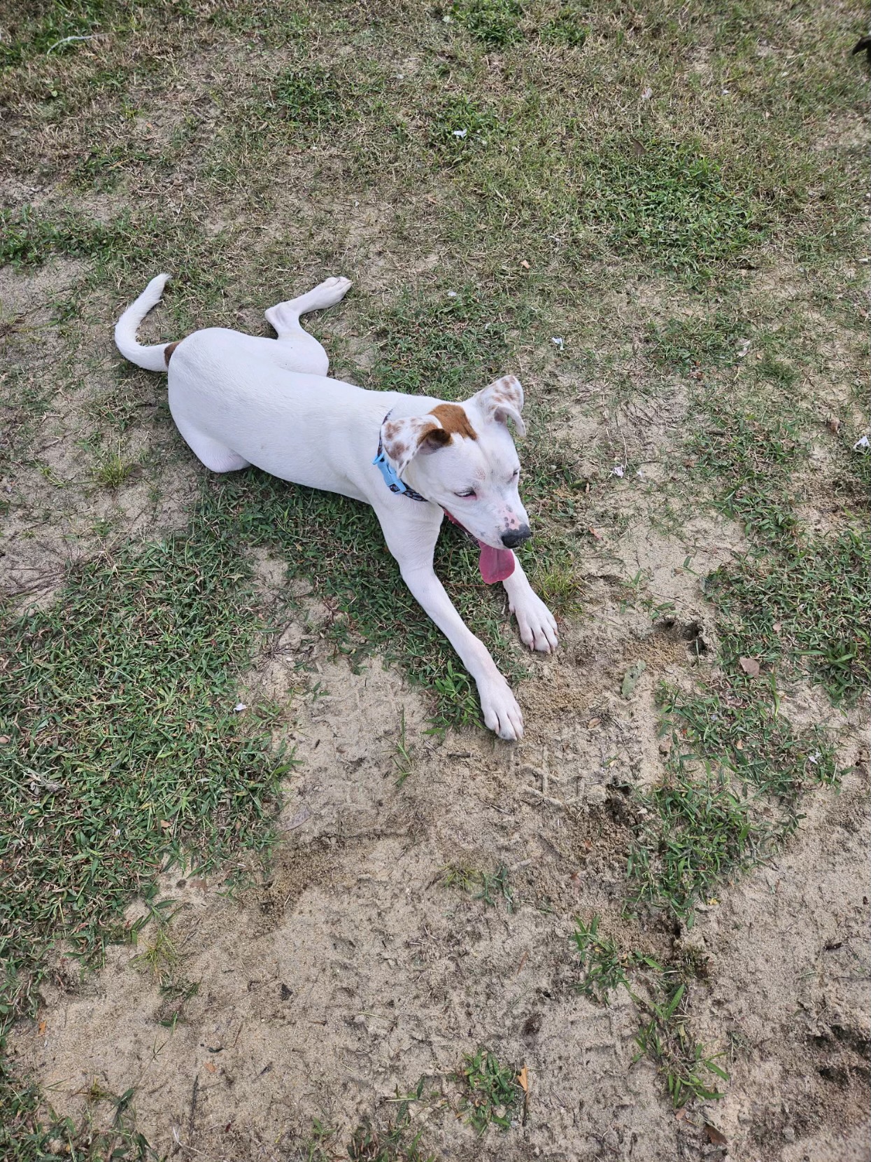 Georgie, a Adoptable mixed breed in Dunn, NC image 3/3