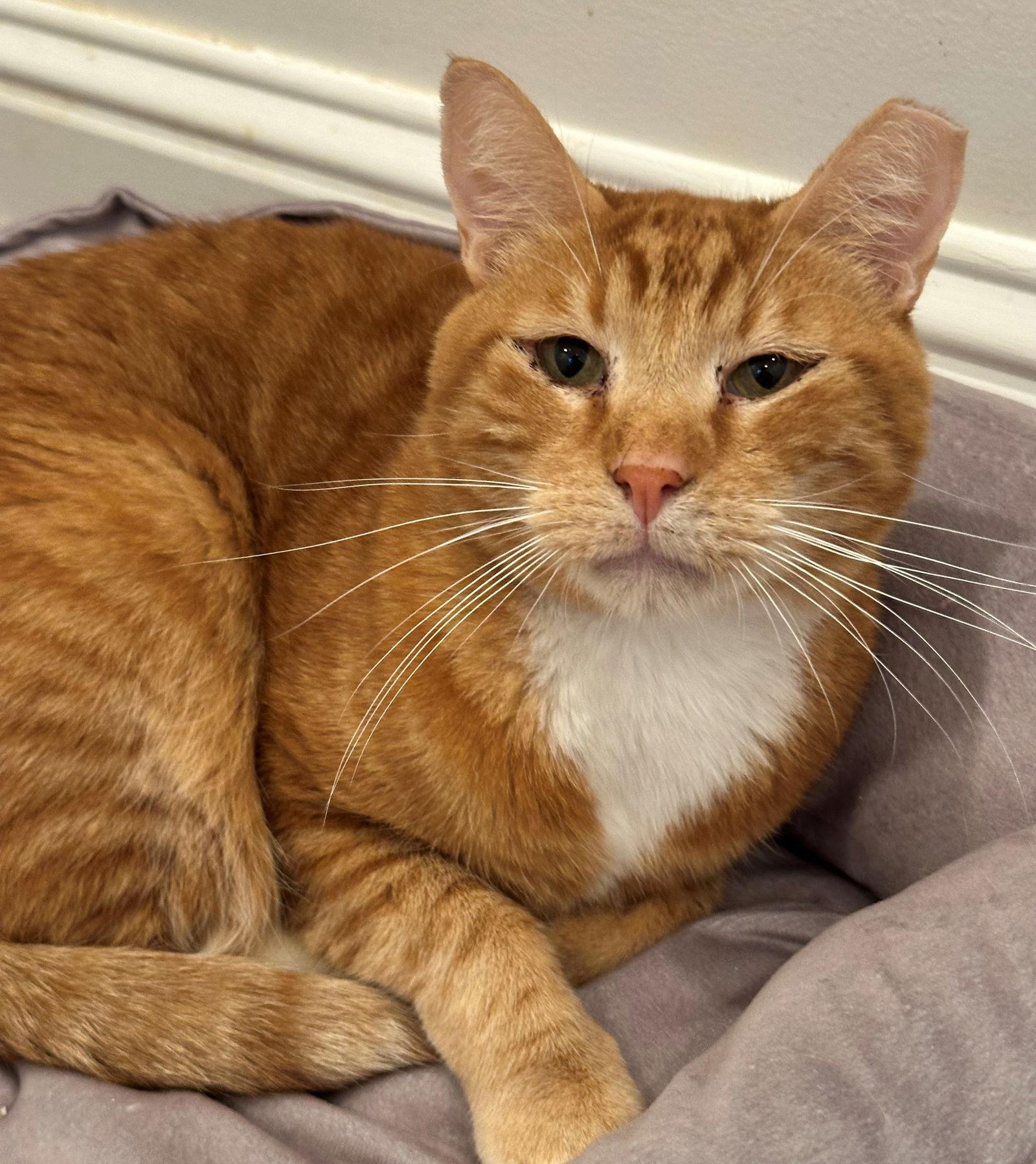 Rusty, Adoptable, Adult Male Tabby & Tiger.