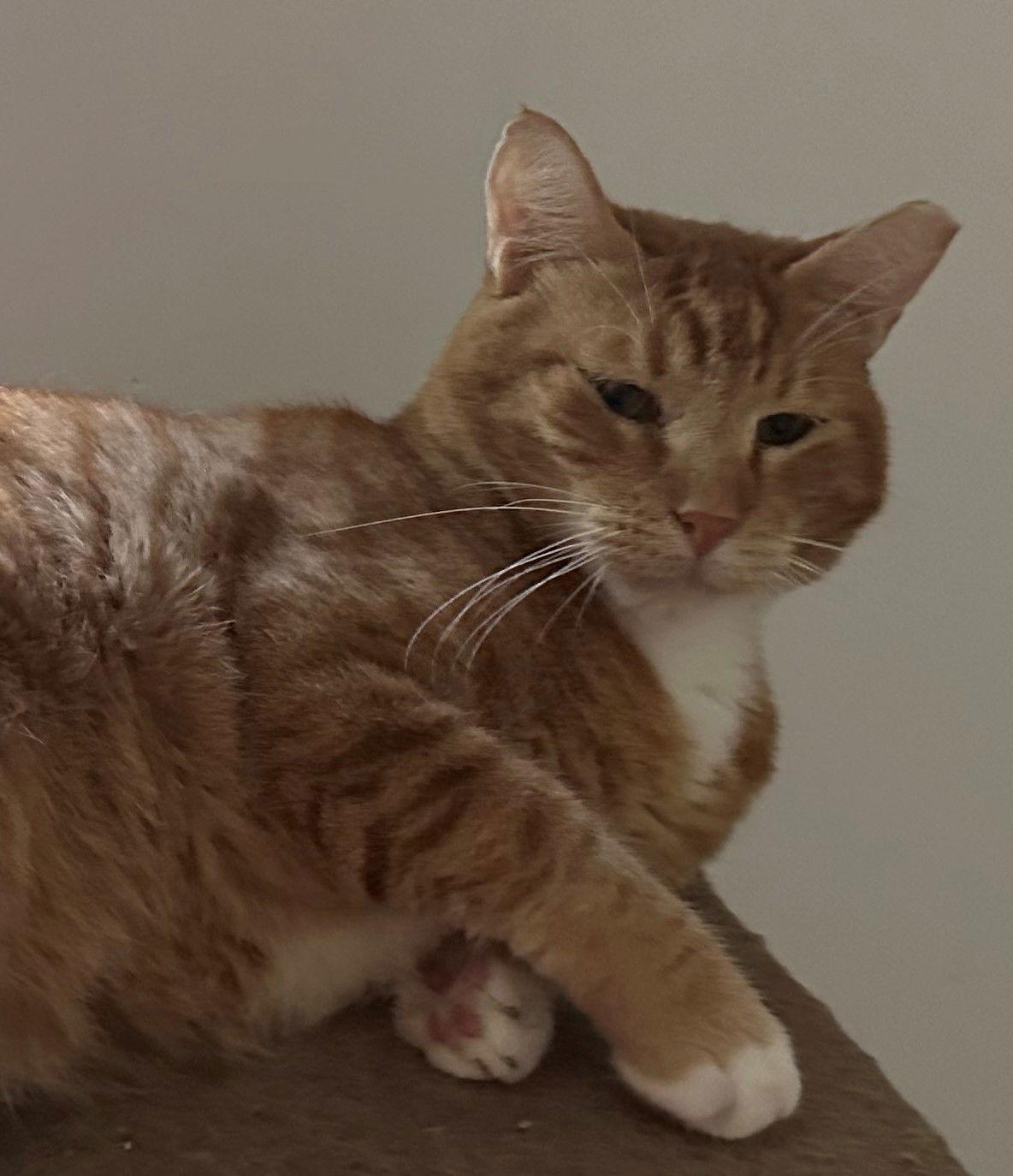 Enlarge Rusty, a Adoptable mixed breed in Palo Alto, CA image 2/3