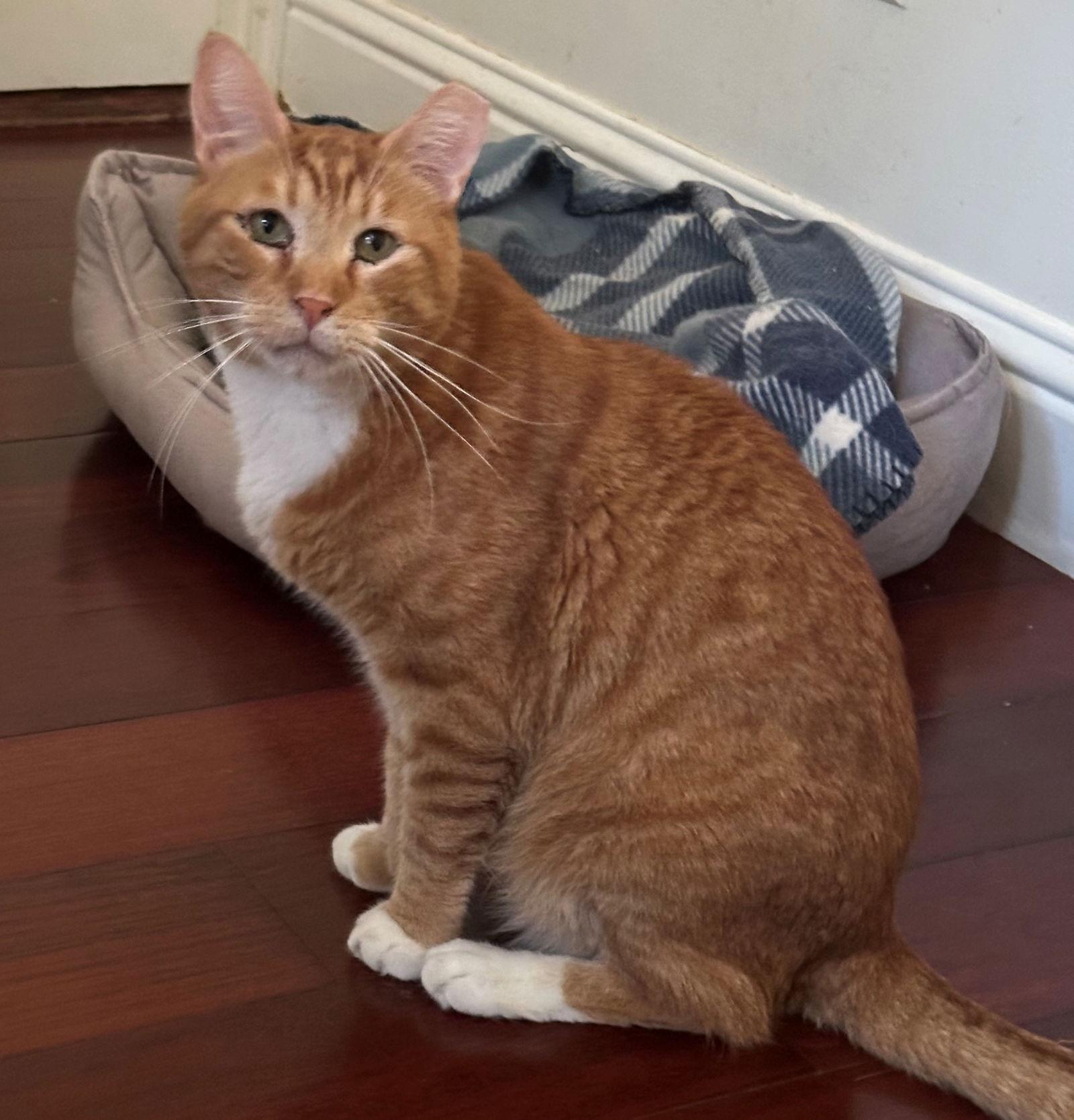 Enlarge Rusty, a Adoptable mixed breed in Palo Alto, CA image 3/3