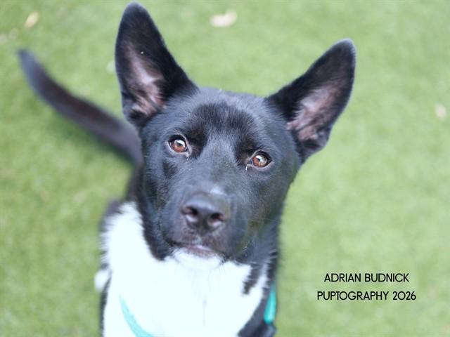 Enlarge Ducky, a ADOPTABLE Mixed Breed in Nashville, TN image 1/2