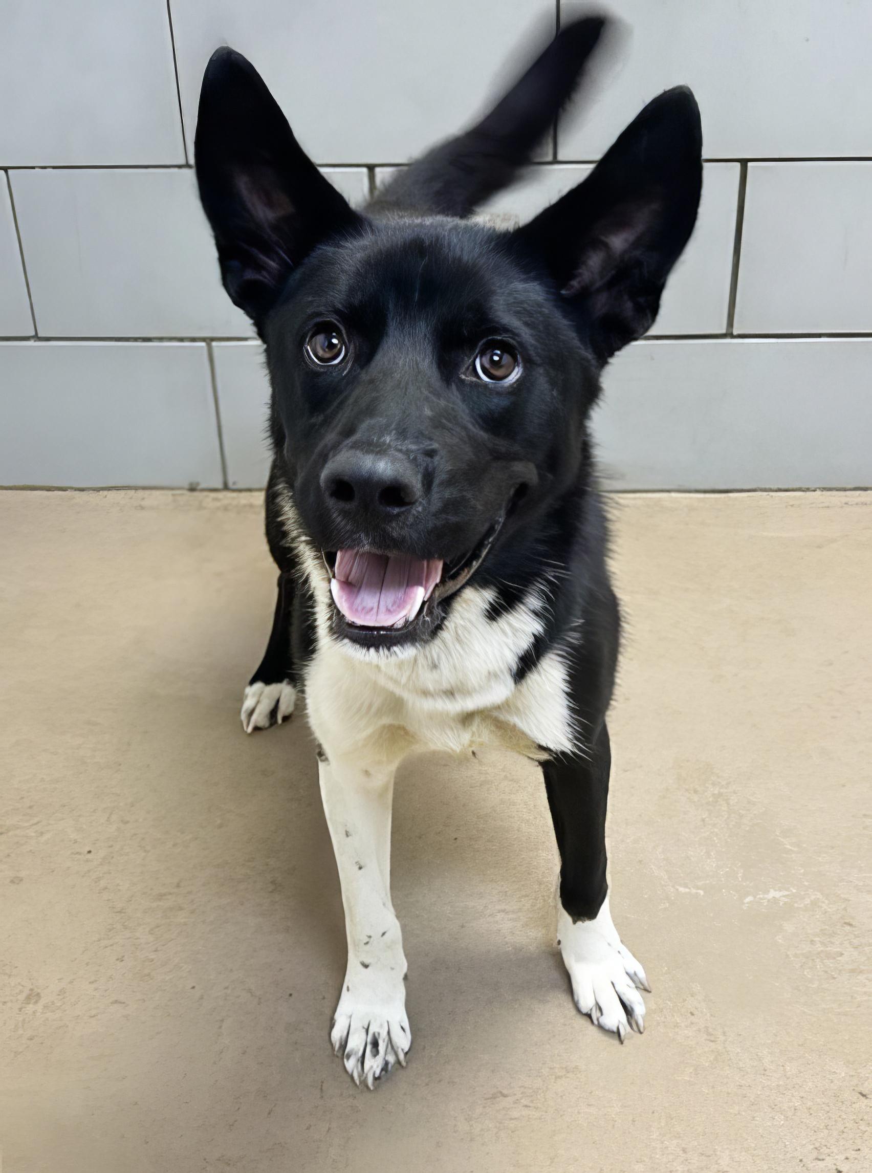 Enlarge Ducky, a ADOPTABLE Mixed Breed in Nashville, TN image 2/2