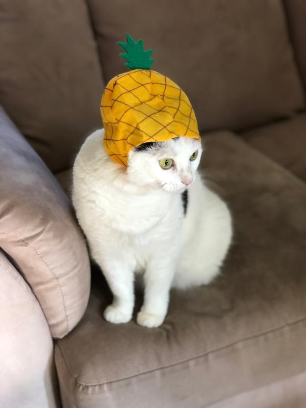 Kyle, Adoptable, Senior Female Turkish Van.