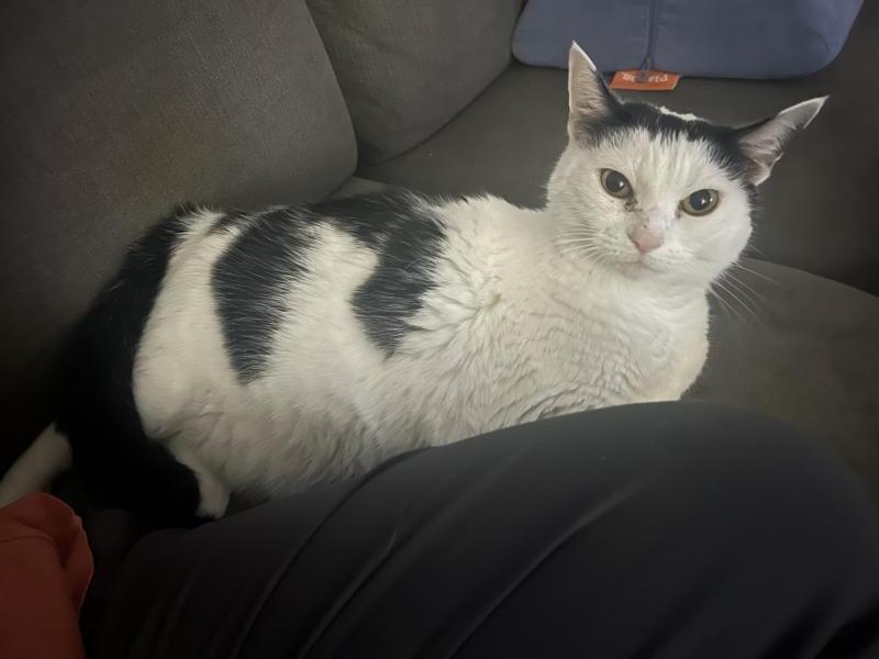 Enlarge Kyle, a Adoptable Turkish Van in Sunnyvale, CA image 2/5