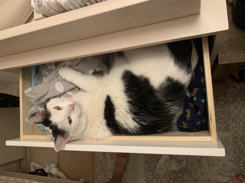 Enlarge Kyle, a Adoptable Turkish Van in Sunnyvale, CA image 3/5