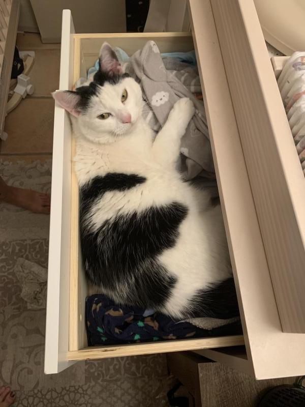 Enlarge Kyle, a Adoptable Turkish Van in Sunnyvale, CA image 3/5